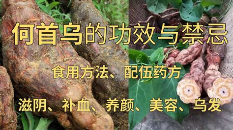 何首烏禁忌|何首乌的功效与作用及食用方法和禁忌